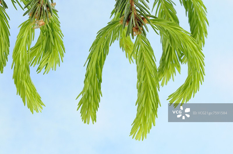 云杉（Picea abies）图片素材