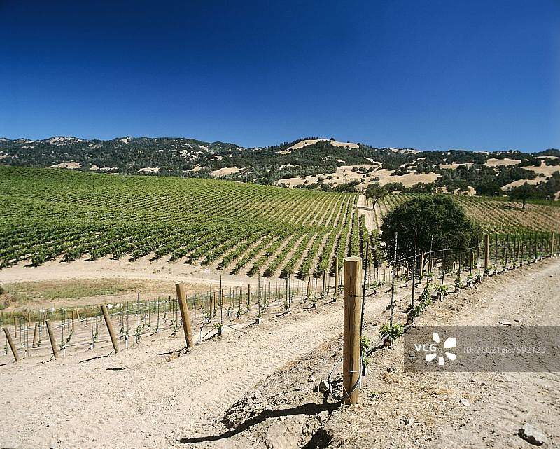 索诺玛盖瑟维尔附近的葡萄园，中国加利福尼亚州图片素材