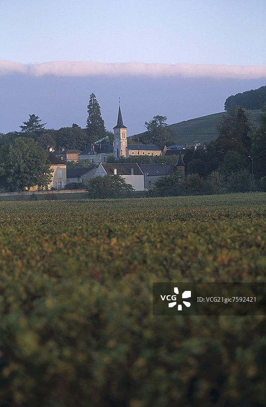 法国勃艮第科多尔阿洛克斯-科尔通葡萄酒产区图片素材