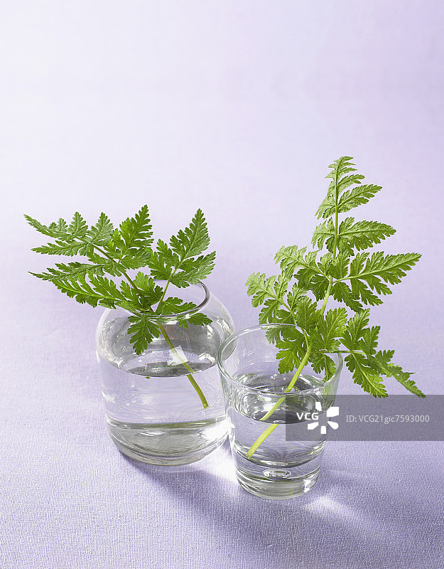 香芹（西班牙细叶芹或甜香芹）图片素材