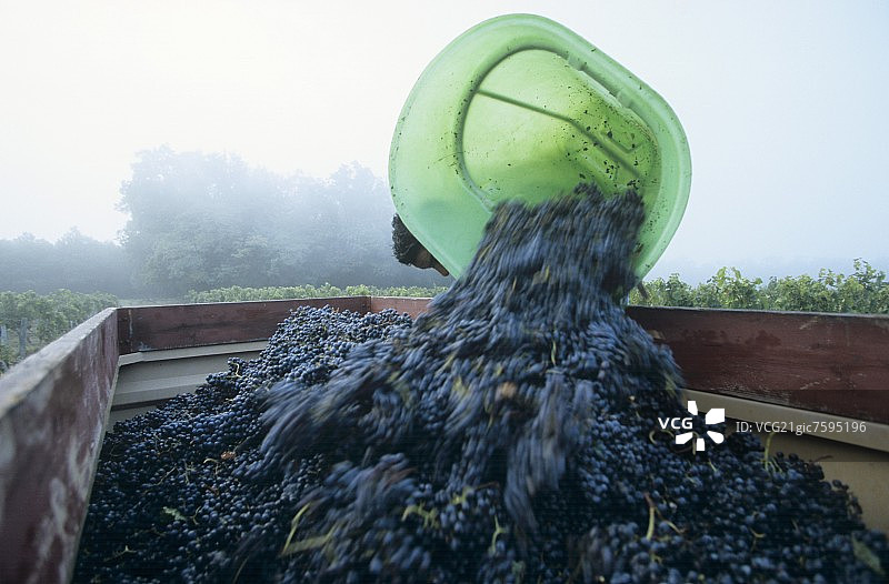 蒙特劳酒庄倒葡萄，两海之间图片素材