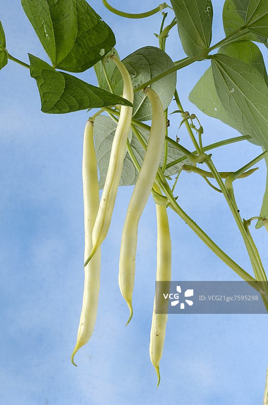植物上的蜡豆图片素材