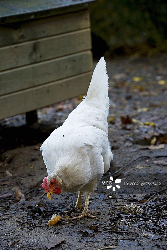 母鸡啄食面包图片素材