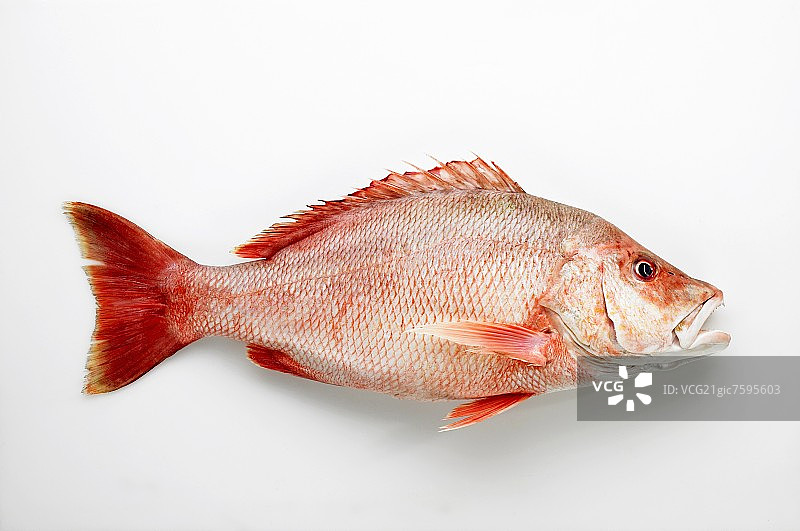 红鲷鱼图片素材