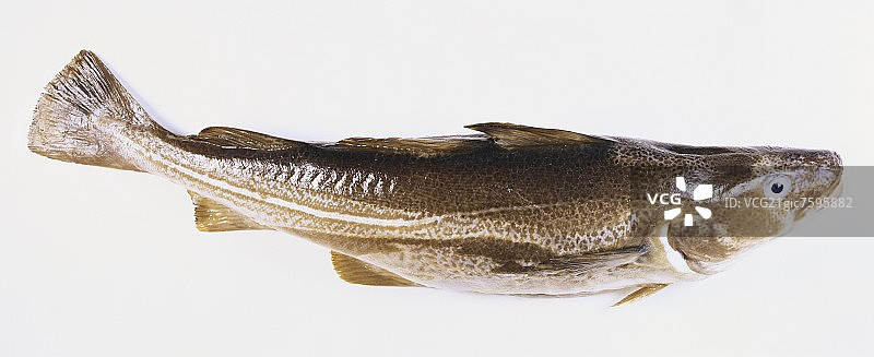 新鲜鳕鱼图片素材