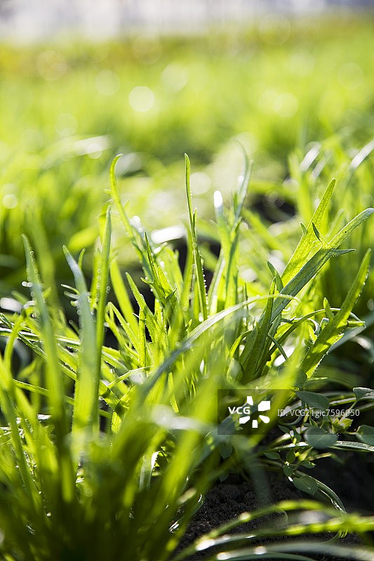 田野里的车前草图片素材