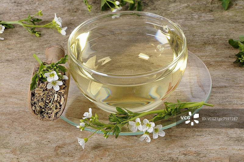 豆瓣菜茶（Nasturtium officinale）图片素材