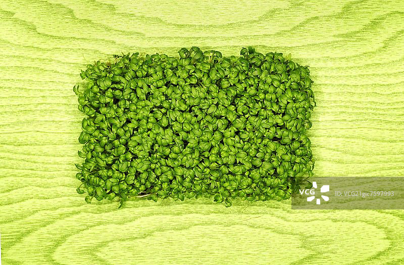 绿色背景上的水芹图片素材