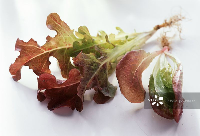 一片橡叶生菜叶图片素材