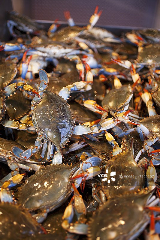 大量新鲜的蓝色螃蟹图片素材
