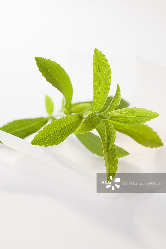 羊皮纸上的甜叶菊枝条图片素材