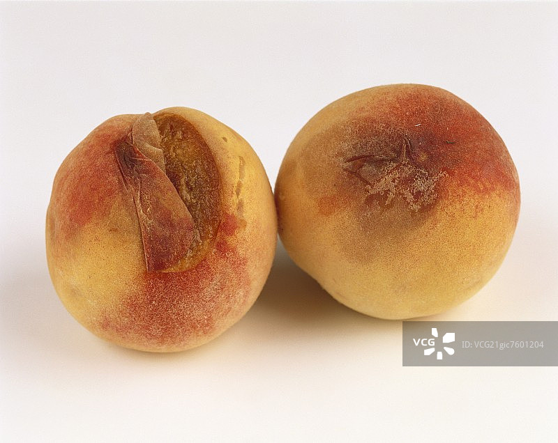 两个发霉的桃子图片素材