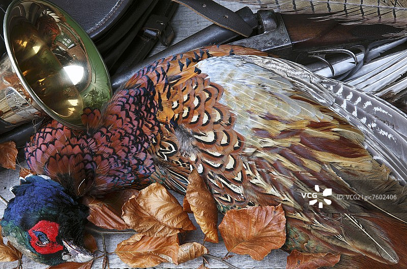 野鸡、狩猎号角和武器图片素材