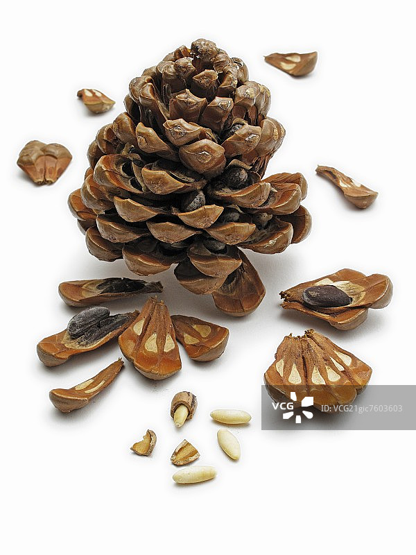 松果和松子图片素材