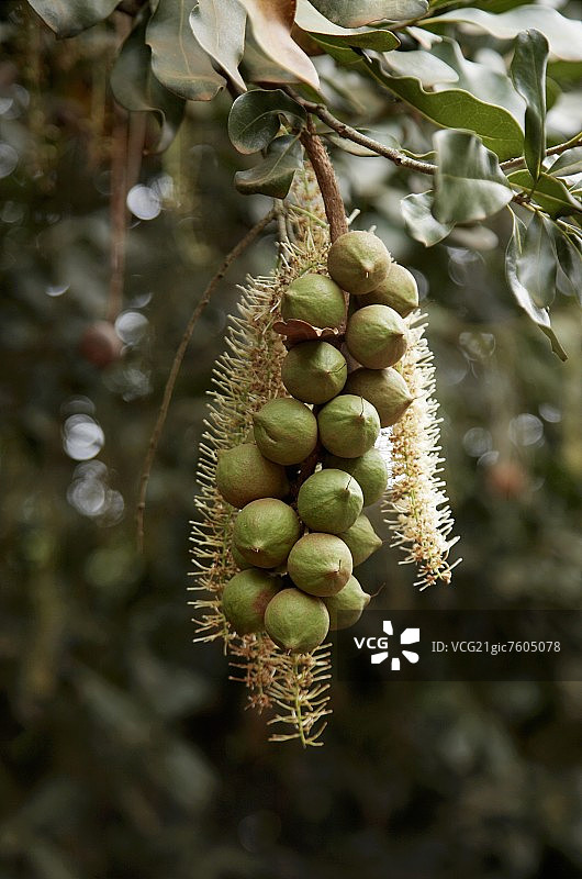 树上的澳洲坚果图片素材