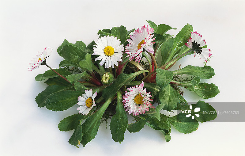 雏菊（多年生贝利斯）图片素材