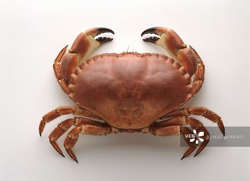 蟹图片素材