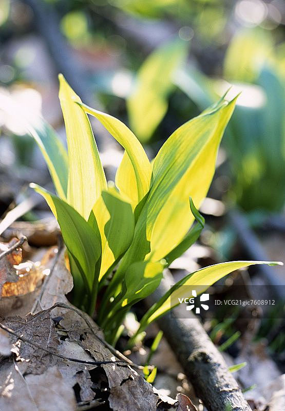森林里的熊葱（野生大蒜）图片素材