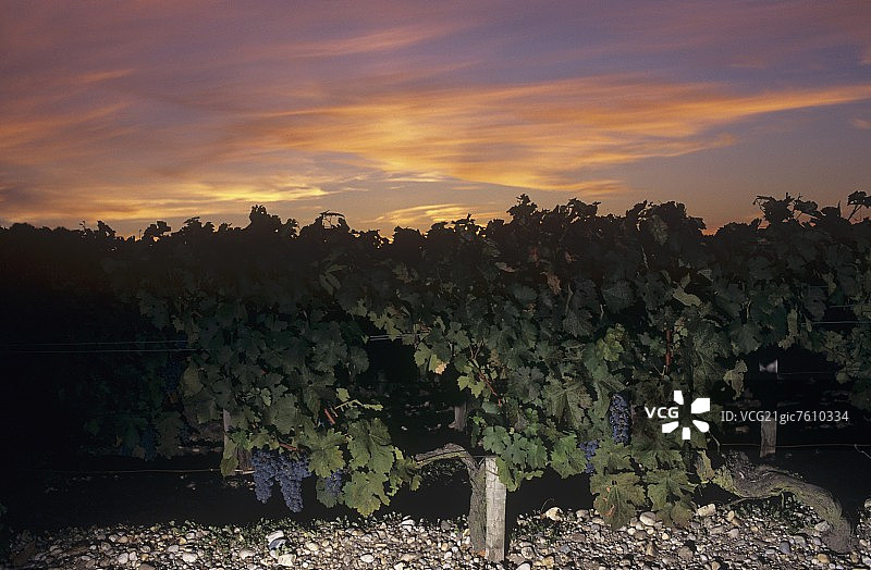 法国波尔多圣朱利安雄狮酒庄的葡萄园图片素材