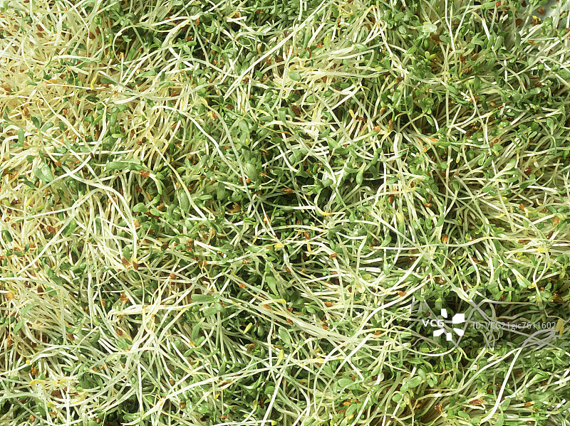 新鲜嫩芽特写图片素材