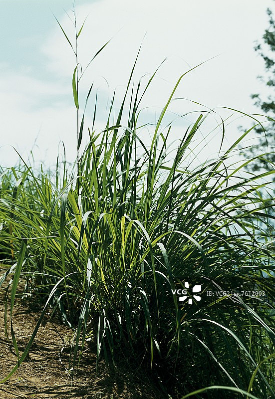 田野里的柠檬草 (Cymbopogon citratus)图片素材