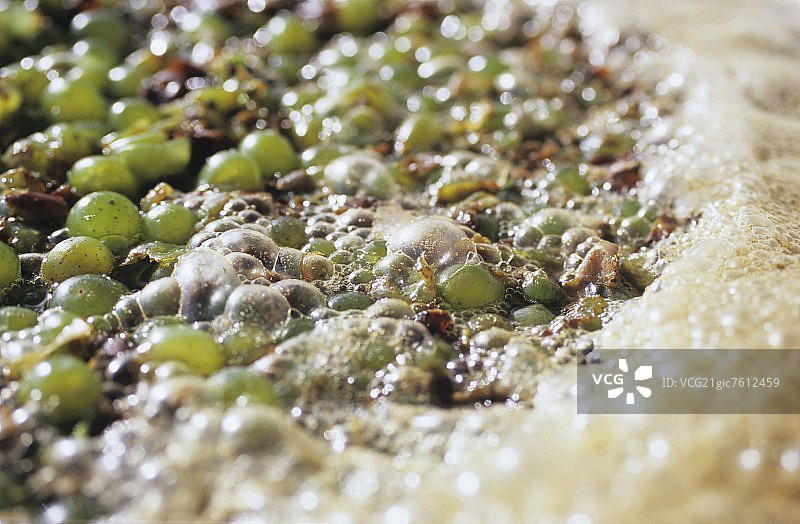 麦芽浆发酵图片素材