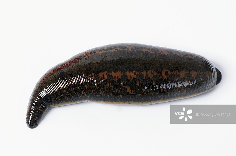 医用蚂蟥图片素材