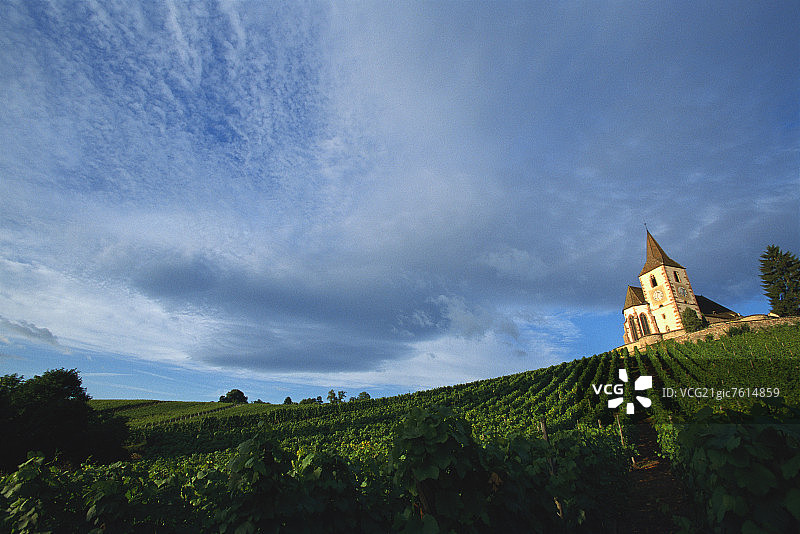 法国阿尔萨斯地区著名葡萄酒小镇胡纳维尔的葡萄园图片素材
