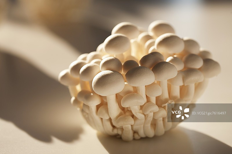 白玉菇图片素材