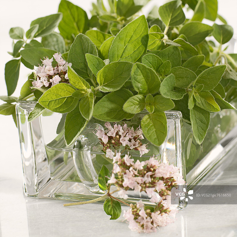 牛至和牛至花（野生马郁兰）图片素材