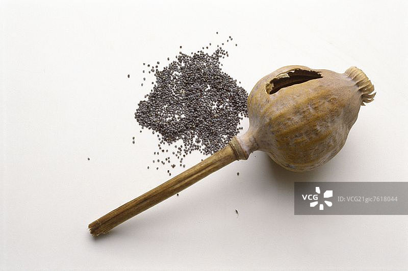 罂粟籽图片素材