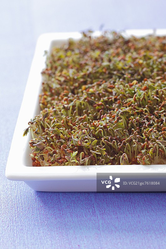 水芹芽图片素材