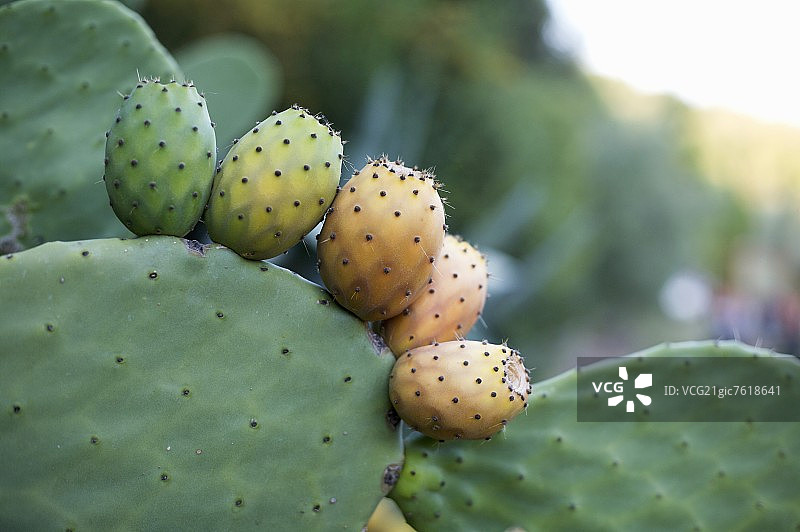 植物上的仙人掌图片素材