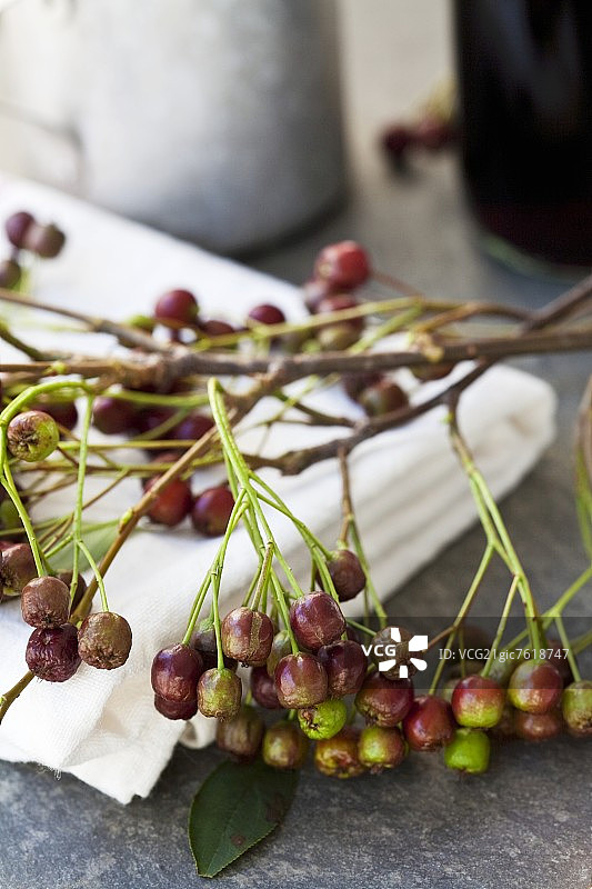 野樱莓（Aronia）图片素材