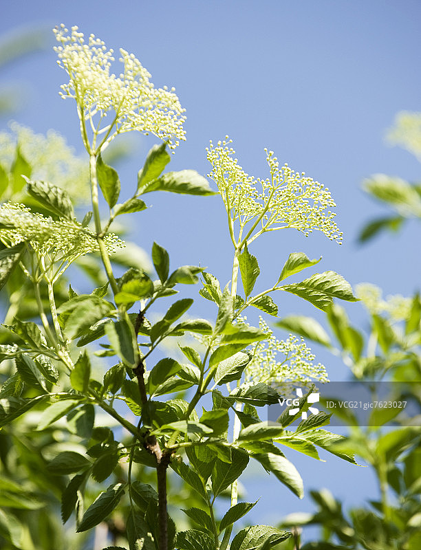 盛开的接骨木图片素材