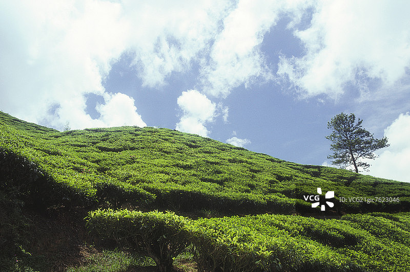 茶园种植园（金马仑高地，马来西亚）图片素材