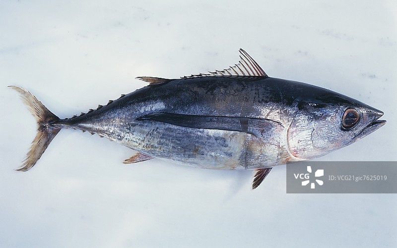 新鲜的红色金枪鱼图片素材