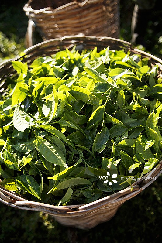 竹篮里的新鲜茶叶（马来西亚金马仑高地）图片素材