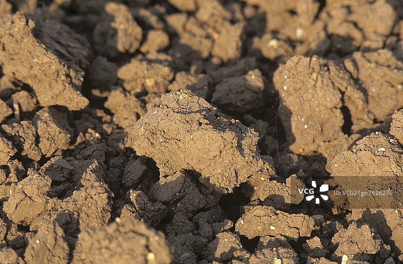 土壤：沙壤土，意大利托斯卡纳图片素材