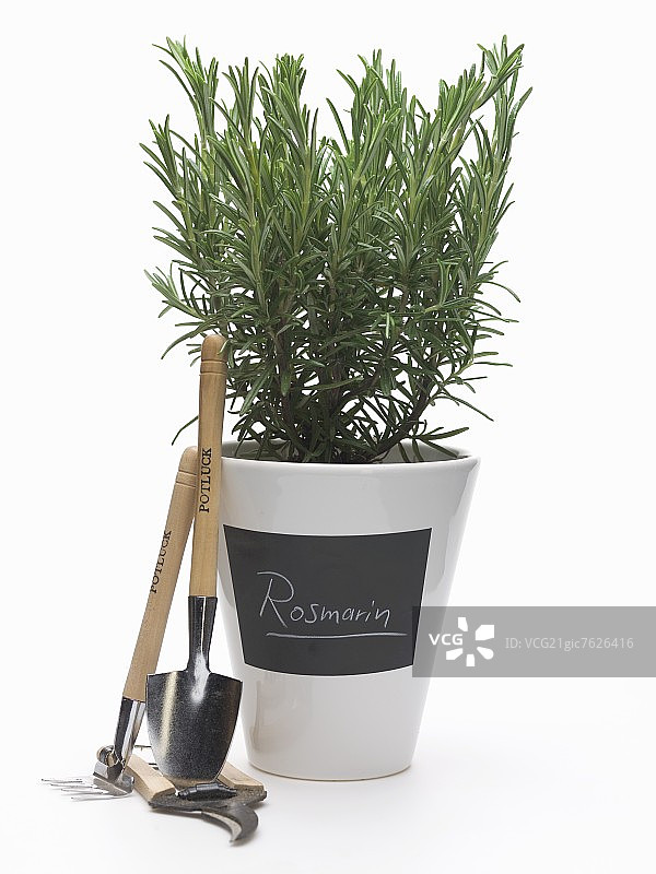 迷迭香盆栽与园艺工具图片素材