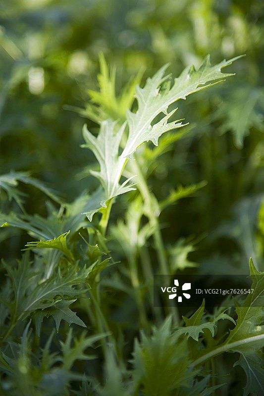 日本水菜图片素材