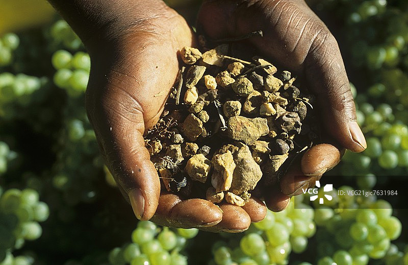 手持“风土” Bouchard Finlayson, Walker Bay, 南非图片素材