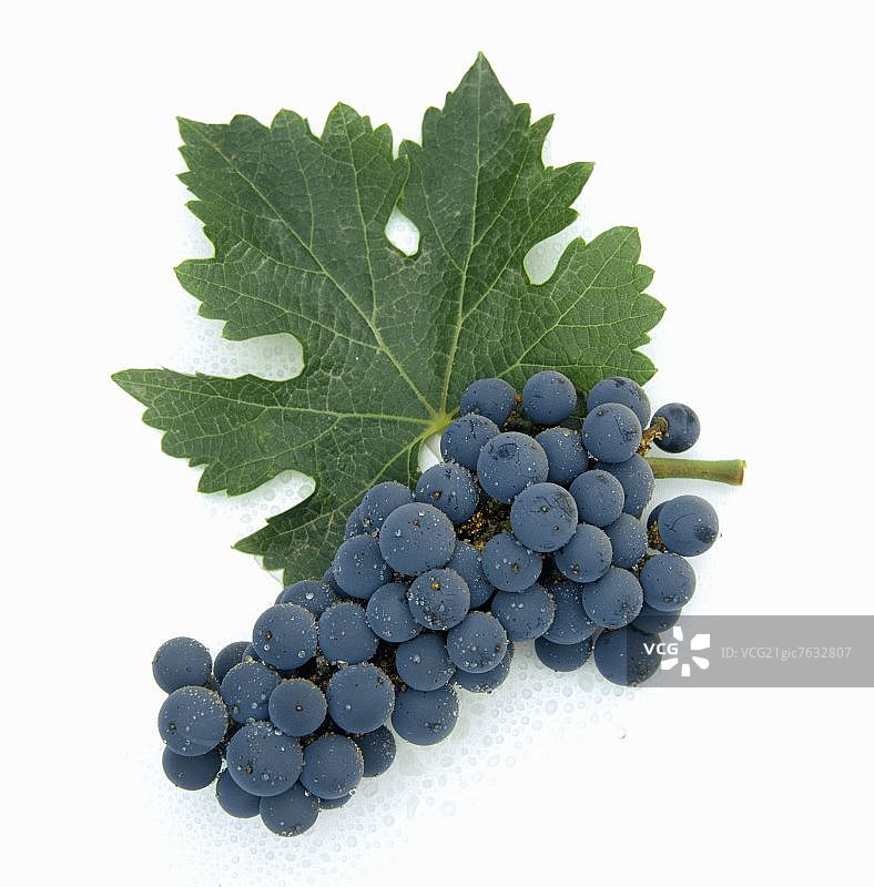 长相思葡萄图片素材