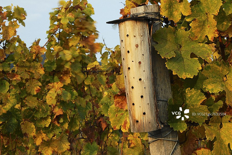葡萄园益虫的巢穴，德国普法尔茨图片素材