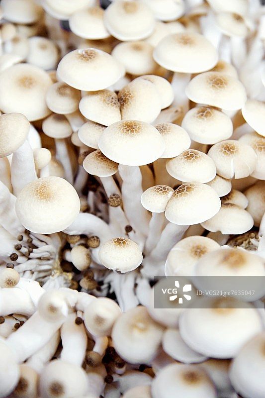 金针菇图片素材