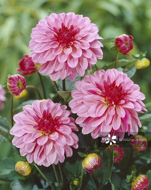 大丽花 ‘Gallery Sisley’品种图片素材