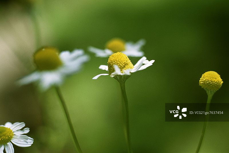 洋甘菊花图片素材