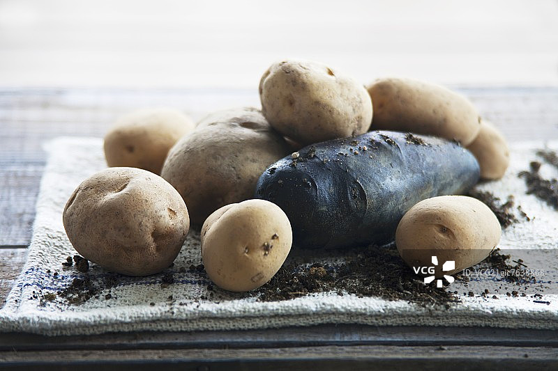 各种马铃薯品种图片素材