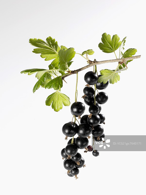 树枝上的黑醋栗图片素材