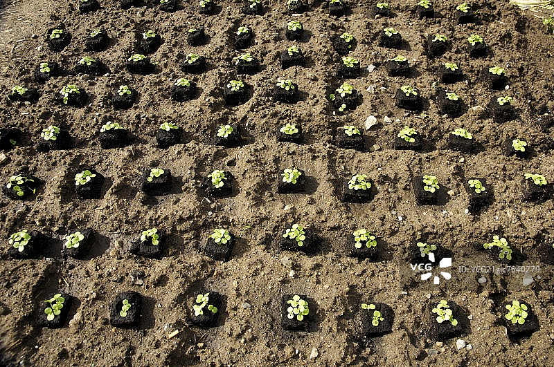 田野里的玉米沙拉图片素材